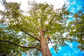 Tree and Shrub Care in Tyndall Af, FL