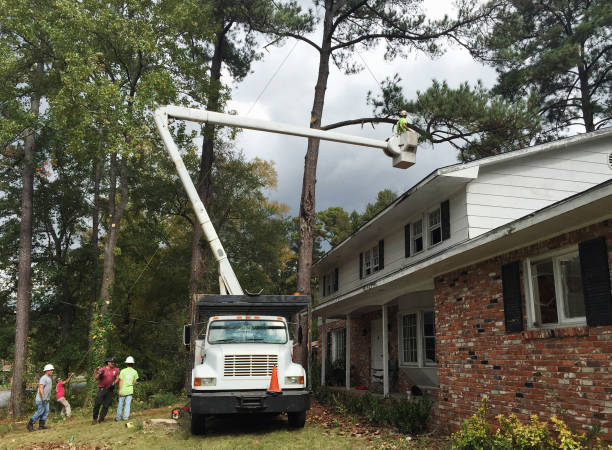 How Our Tree Care Process Works  in  Tyndall Af, FL