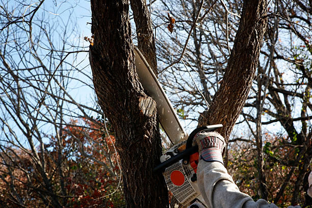 Professional Tree Services in Tyndall Af, FL